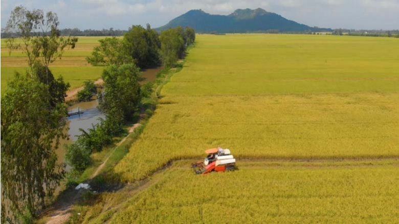  Rice fields in Mekong Delta