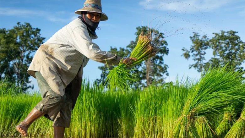 An image of a farmer harvesting rice