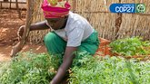 Woman tends mukau seedlings in Kenya