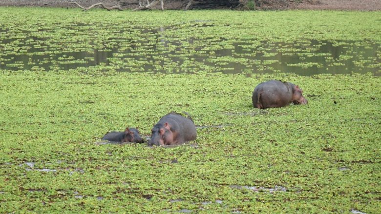 Zambia hippos in the water at a national park