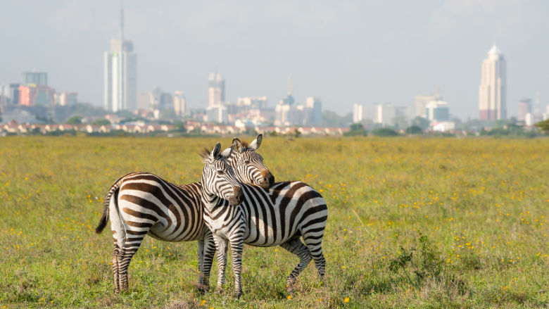 Zebras-in-Nairobi-National-Park-by-mbrand85-Getty-Images