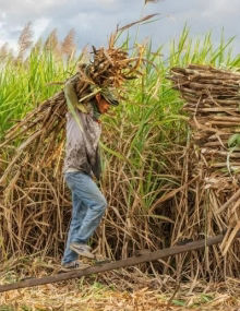 High cost of free sugars