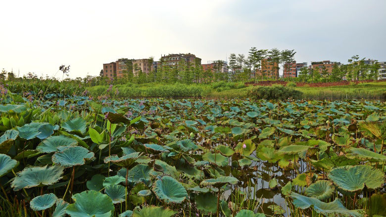 nature-based solutions