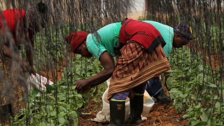 Putting Africans at the Heart of Food Security and Climate Resilience