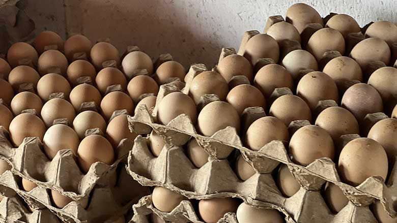 Prioritizing Angolan agriculture 