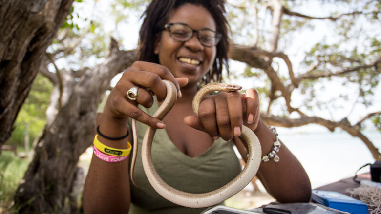 antiguan racer