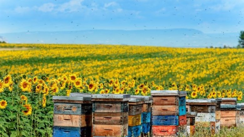 Beehives in the field full of sunflowers and with blue skies 