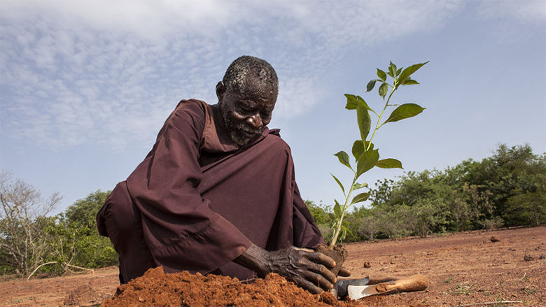 Soil fertility managment and adding trees to farms can boost agricultural productivity and increase the drought tolerance of crops.