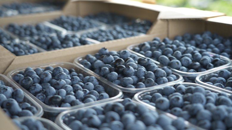 Boxes of blueberries in Ukraine farm