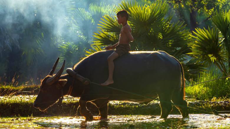 A boy rides a buffalo through a rice field.