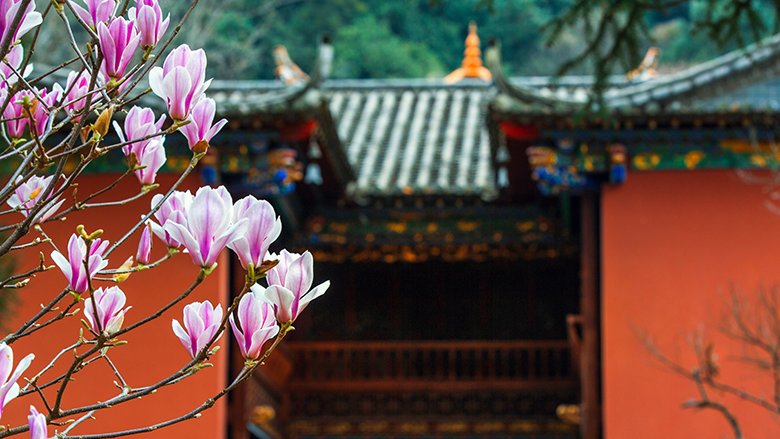 temple Magnolia Flower Blossom with the temple architecture in the background. yun'nan,China, Photo: zijin / Shutterstock