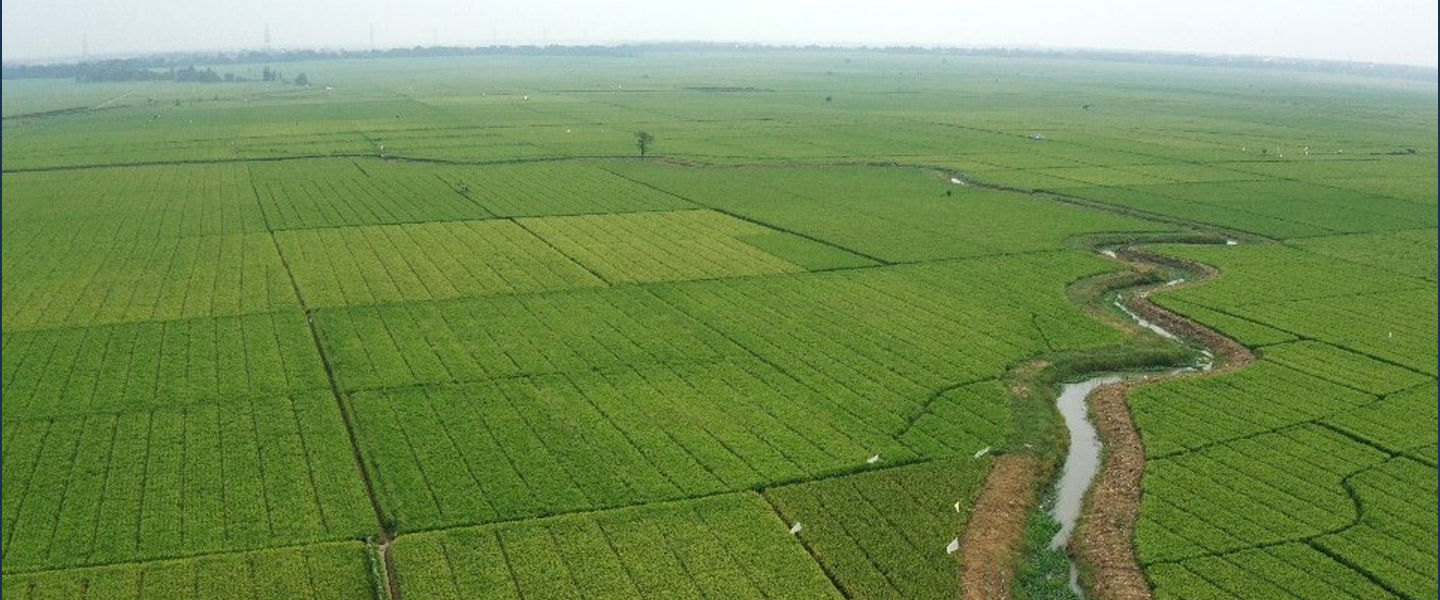 World Bank Subang RIchard S