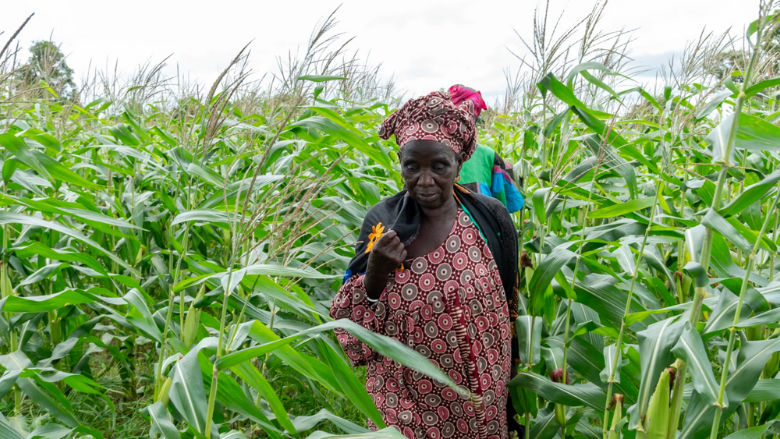 Ami Ndiaye a Senegalese farmer walks through an irrigated field