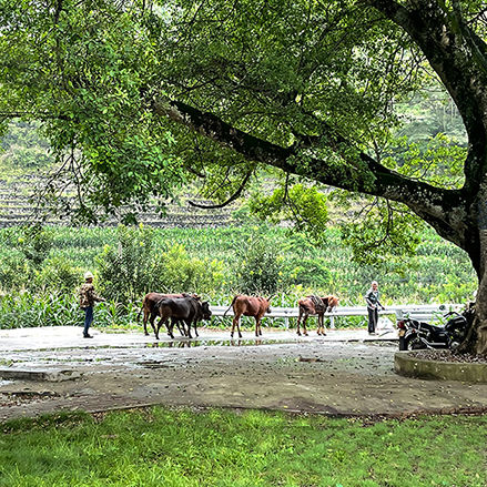 China Development News Research Data World Bank