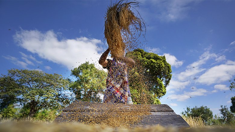 A farmer in Thailand threshing rice