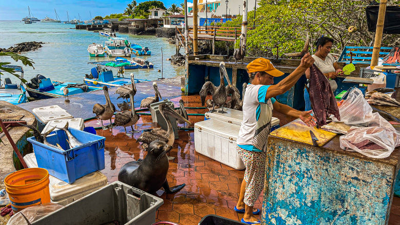 Pescadoras artesanales reciben la visita de un lobo marino mientras realizan venta de pescado