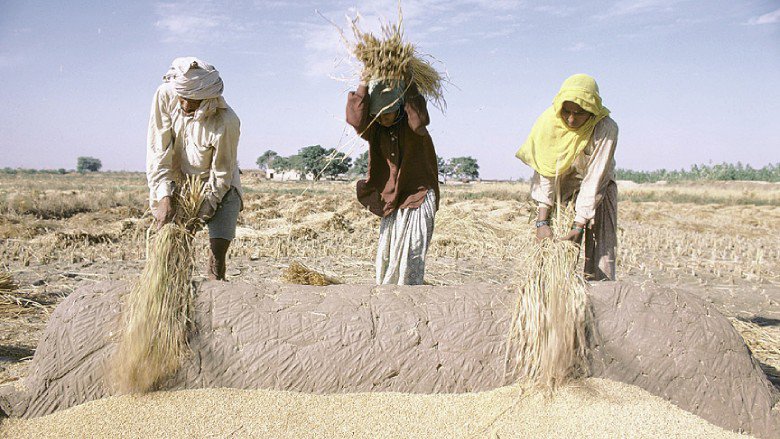 Farmers harvesting grains as food insecurity affects more and more countries.