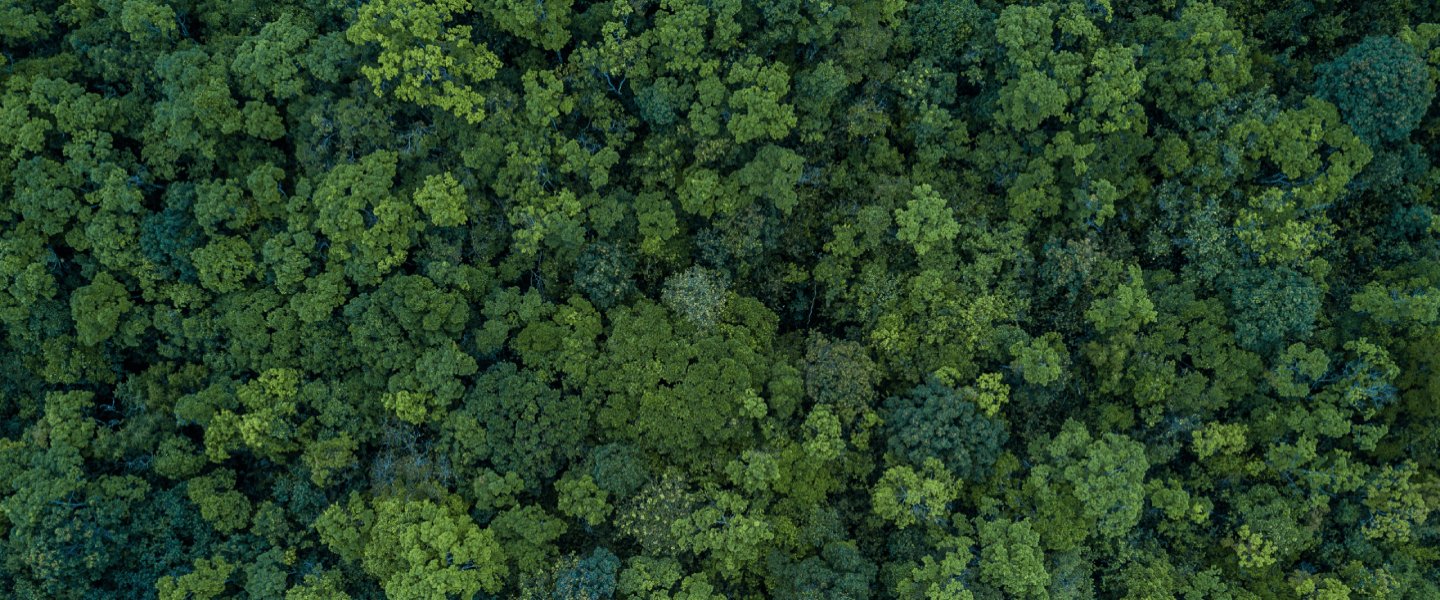 Les forêts, notre bien commun
