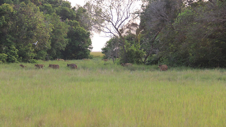 Gabon Economic Update 2025