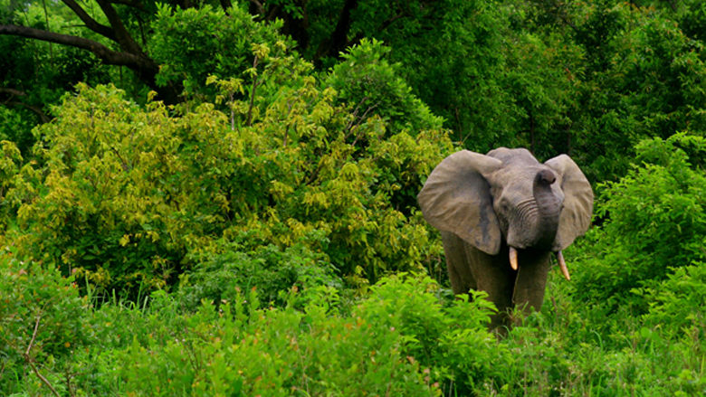 A Game Changer for Mole National Park