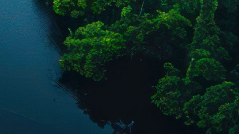 greenery being traversed by transboundary water