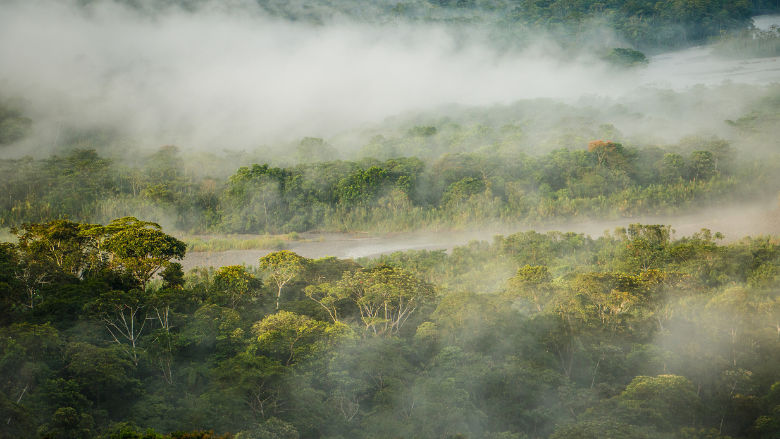 Morning mist in the Amazon rain forest in Ecuador
