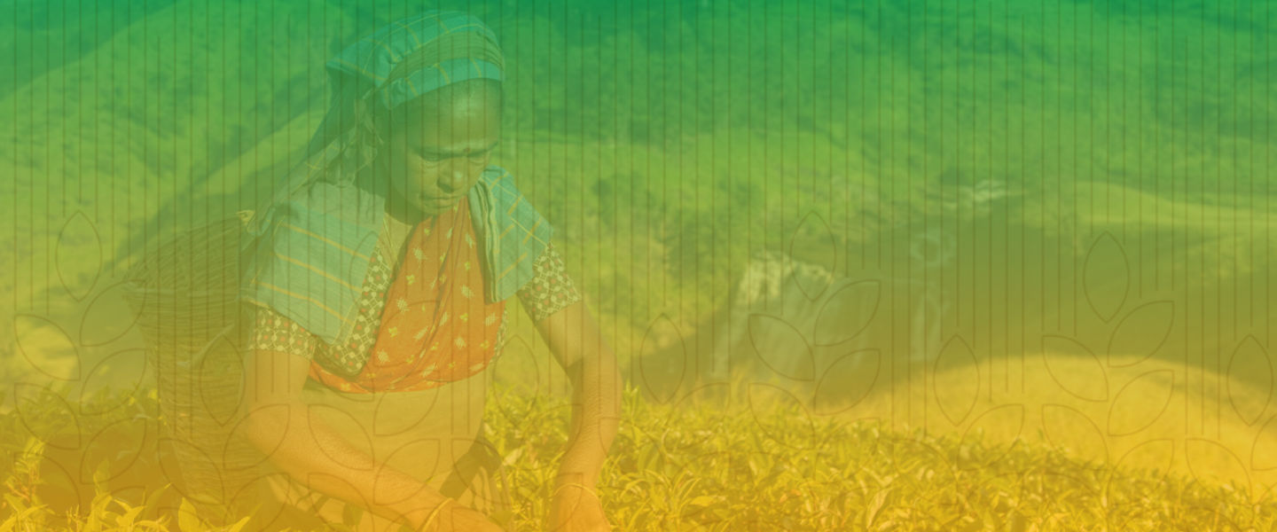 Woman harvesting wheat, an commodity essential to food security