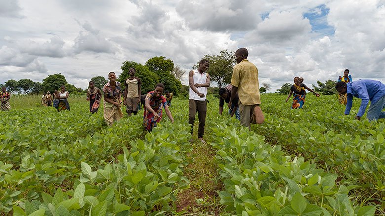 In Malawi, Young Farmers Soar with Agricultural Commercialization Matching Grants