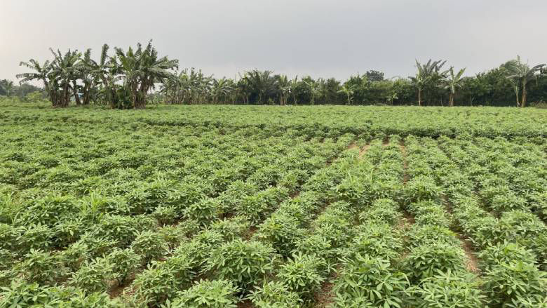 Irrigated agriculture holds significant potential to reduce Indonesia’s income deficits and improve food security.