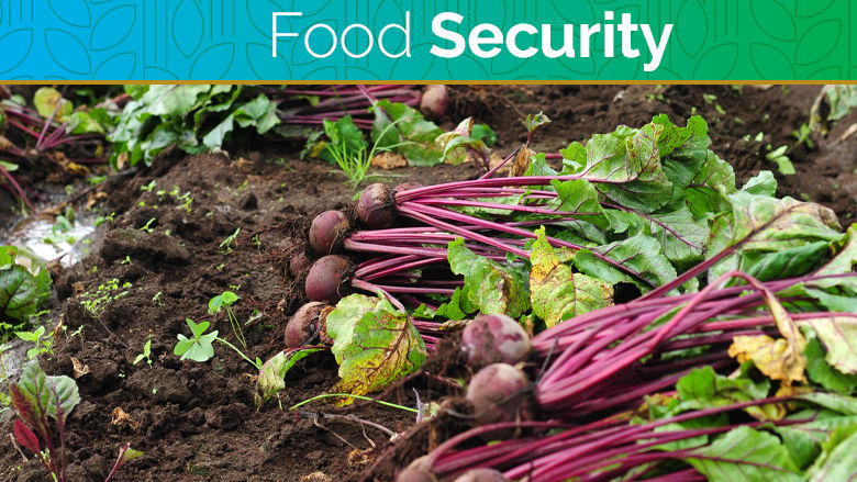 food security update