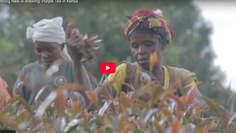 Something New is Brewing: Purple Tea in Kenya keyframe