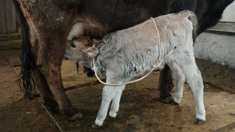 Nursing young calf