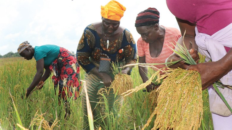 Liberia - Economic Update : Getting Rice Right for Productivity and Poverty Alleviation