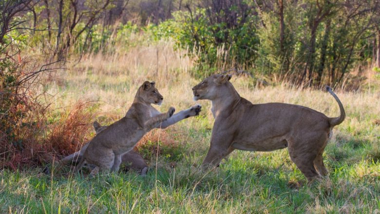 Lioness and cubs in the Okavango Delta, Botswana, Credit: Gregoire Dubois