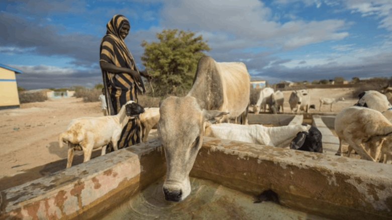 Local and wide-scale livestock movement networks inform disease control  strategies in East Africa