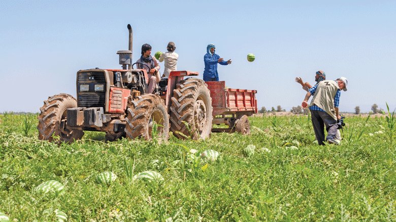 Farm workers are loading watermelons on the tractor, Iranshahr, Baluchestan.