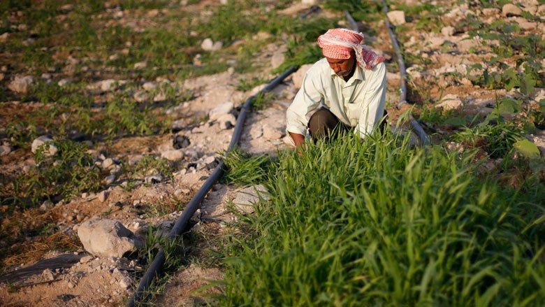 A Jordanian farmer working in his field near areas that have been exposed to landslides due to the receding Dead Sea water.