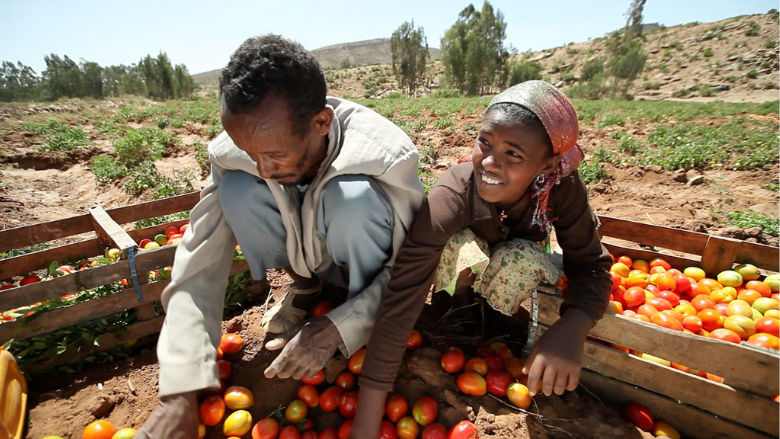 A farmer sorts tomatoes. Ethiopia. Photo: Stephan Bachenheimer / World Bank