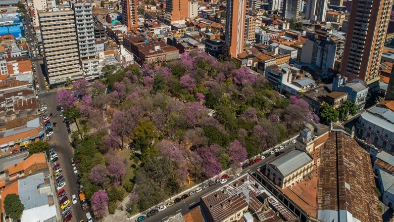 Lapachos rosados trees in urban landscape, Asuncion, capital of Paraguay