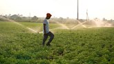 farmer walking amidst an irrigated field