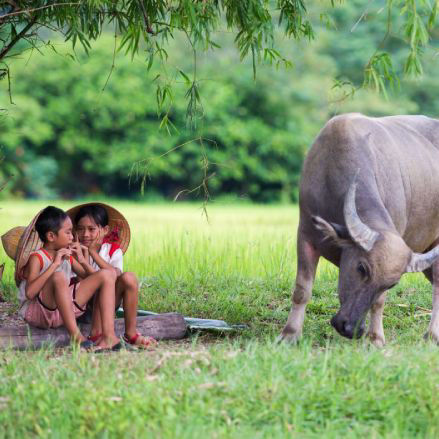 Children and water buffalo