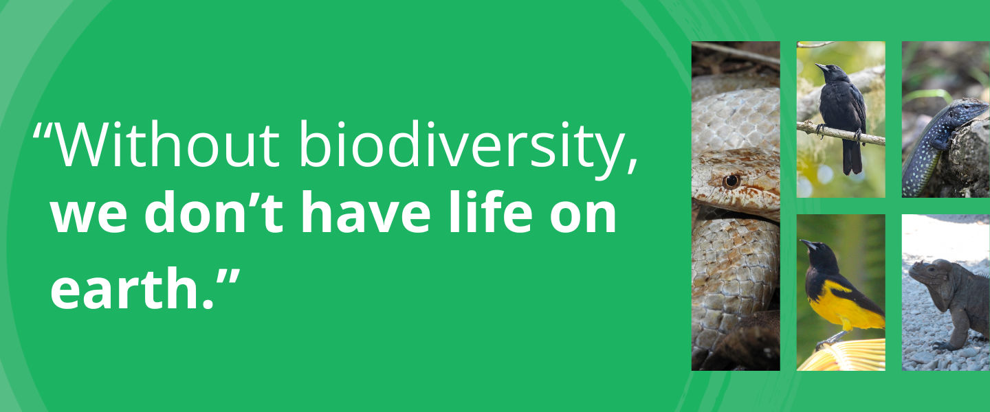 caribbean conservation 