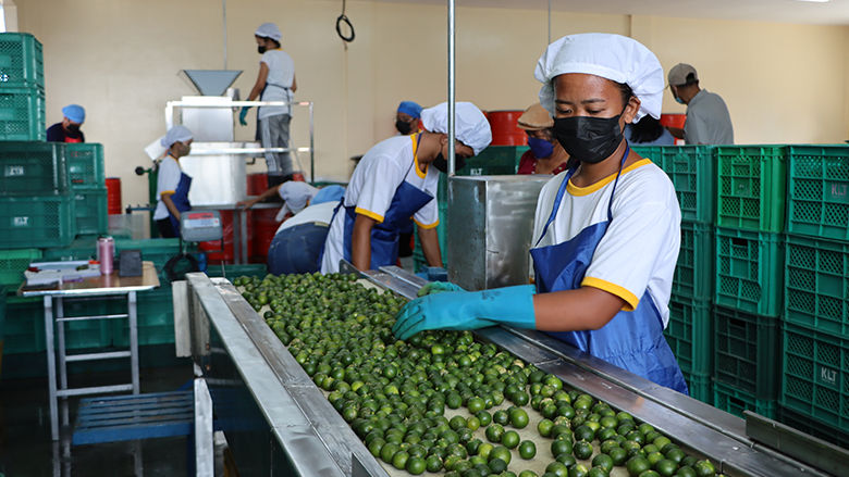 Calamansi production in Oriental Mindoro, Philippines