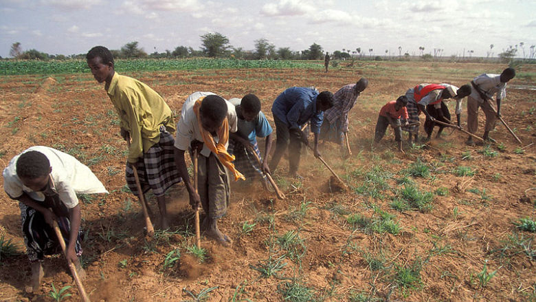 Planting crops in Kenya