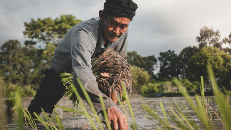 Rice farmer working in the field