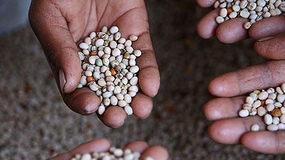 Russia: The Eurasian Center for Food Security is Launched