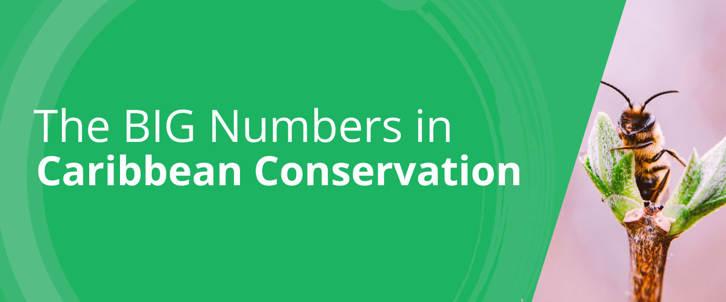 caribbean conservation 