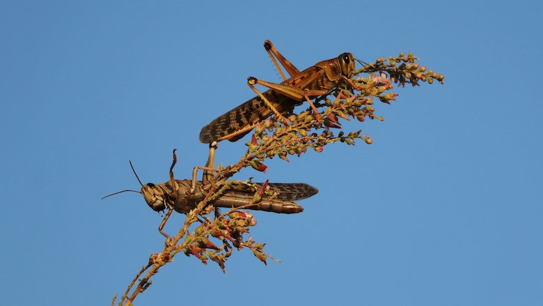 Swarms of locust are threatening the food security and livelihoods of millions of people in Africa and the Middle East.