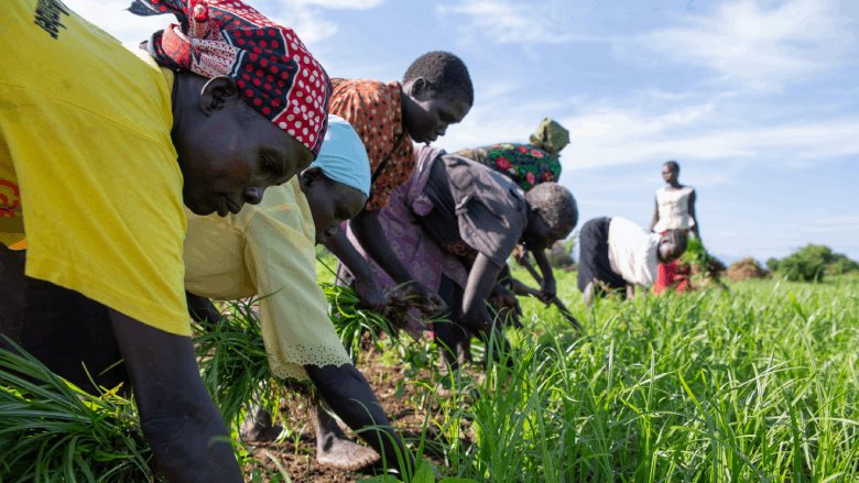 South Sudanese women weeding their rice plantation. 