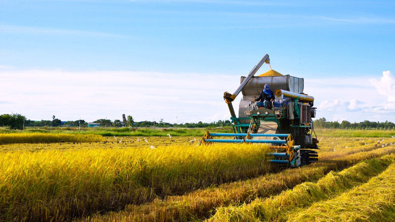 Rice field in Thailand